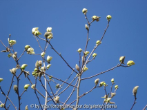 2012-04-02 Magnolia Butterflies