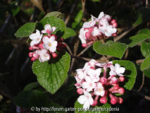2012-04-02 Viburnum carlesii