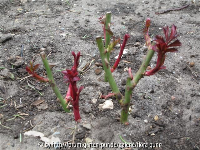 Herkules 2012-04