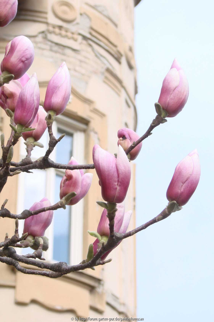 Magnolie2
