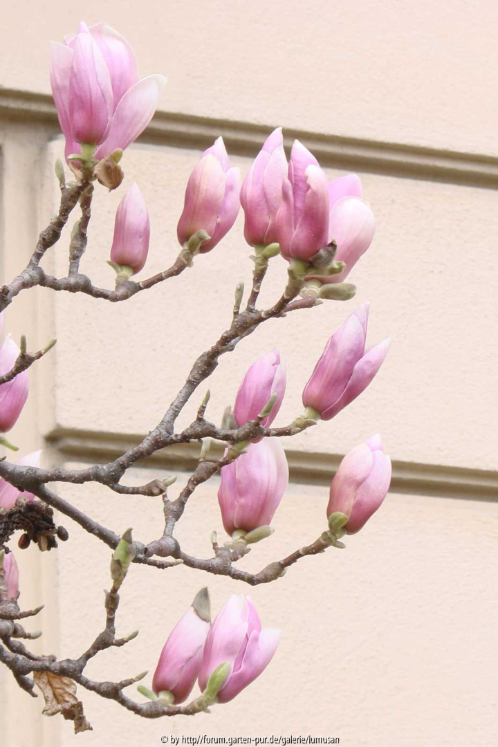 Magnolie1