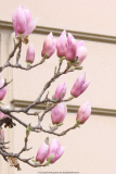 Magnolie1