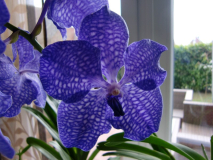 Vanda