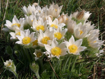 Pulsatilla vulgaris Hyb. weiss