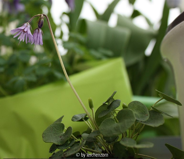 vmtl. Ungarisches Alpenglöckchen (Soldanella hungarica)