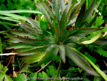 Helleborus torquatus Northern Form Blatt