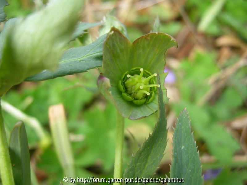 Helleborus torquatus Northern Form