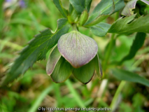 Helleborus torquatus Northern Form