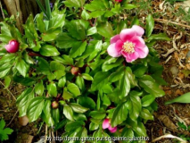 Paeonia corsica