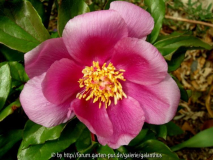 Paeonia corsica
