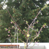 Pfirsich2012.JPG