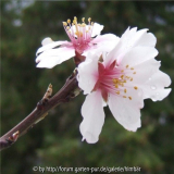 Mandelblüte2012.JPG