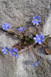 Leberblümchen in der Mauer