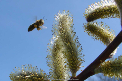 Bienenanflug