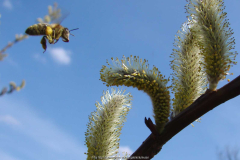 Bienenanflug1