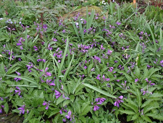 Cardamine glanduligera