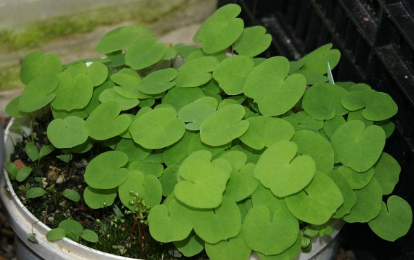 Jeffersonia dubia K2012