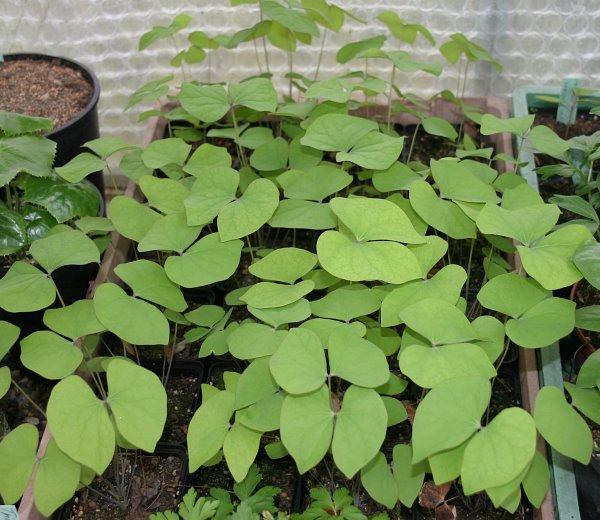 Jeffersonia diphylla K2010
