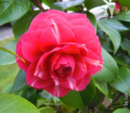 Bonomiana 3_4_1.JPG
