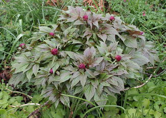 Paeonia mairei 2012