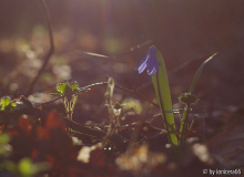 lichtspiel3