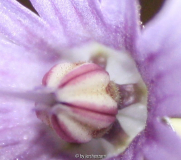 Soldanella cf. hungarica, Behaarung der Staubblätter