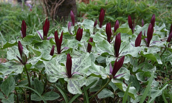 Trillium chloropetalum