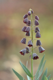 Frittilaria persica