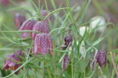 Frittilaria meleagris