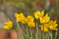 Tulipa sylvestris.jpg
