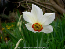 Narcissus poeticus (2)