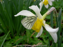 Narcissus 'Mrs Langtry' mit Pieris napi