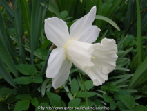 Narcissus 'Mount Hood'