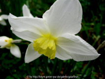 Narcissus 'White Lady'