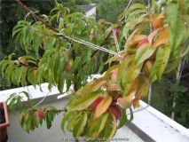 Pfirsich 2011 1024x768.JPG