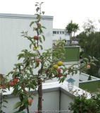 Apfel 2011 910x1024.JPG