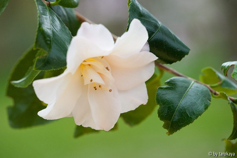 C.vietnamensis12/2