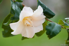 C.vietnamensis12/2