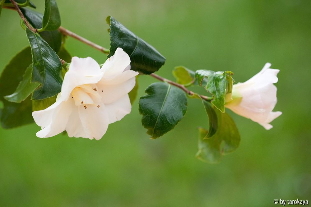 C.vietnamensis12