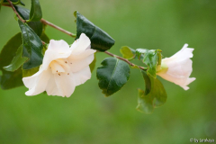 C.vietnamensis12