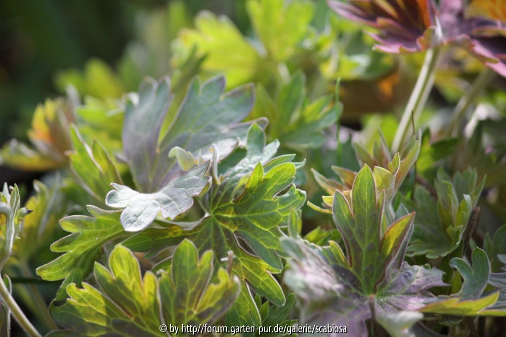 Geranium wlassovianum, Austrieb