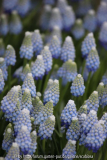 Muscari