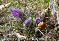 Pulsatilla vulgaris.jpg