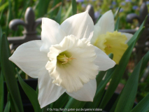 Narzisse 'Mount Hood'