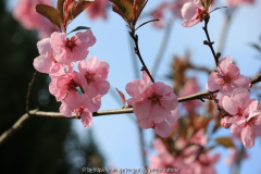 Prunus amygdalopersica 'Spring Glow'