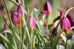 Tulpe'Persian Pearl'