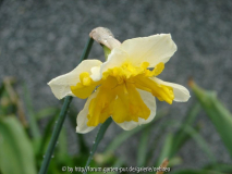 Chanterelle