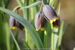 Fritilaria michailovskyi
