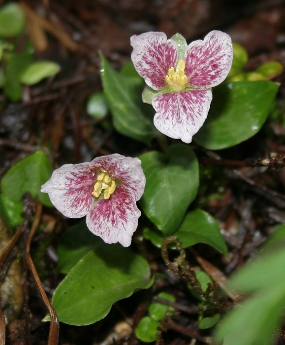 Trillium rivale 'Purple Heart'