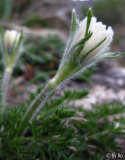 Pulsatilla albana